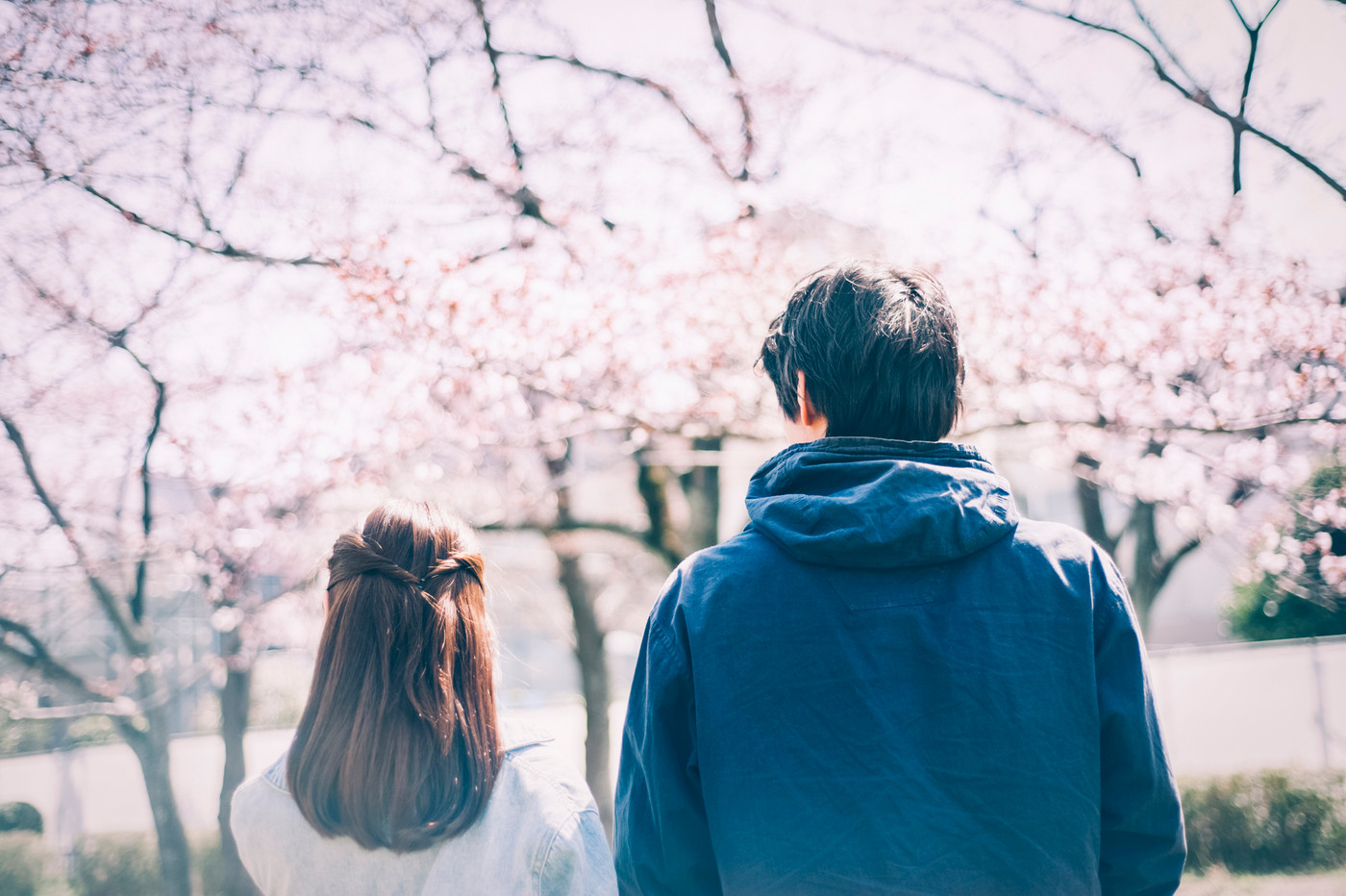 桜　春　カップル　夫婦