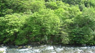 和室 山側 禁煙