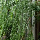 旅館 こうろ(京都府 旅館) / 4