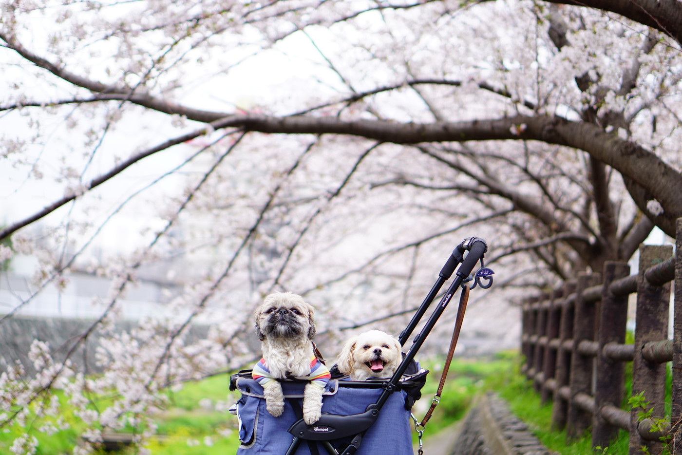 桜の木の下でカートに乗っている犬