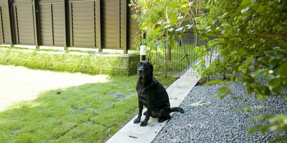 緑豊かなドッグランでワンちゃんも大はしゃぎ！3925085