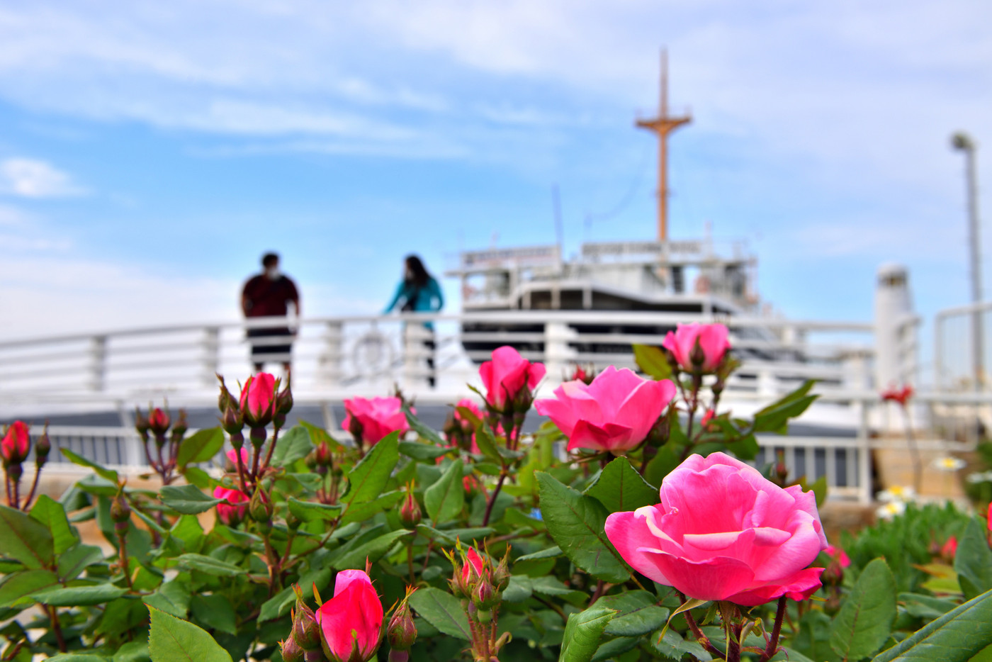 横浜山下公園の赤いバラとカップルと氷川丸