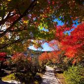 八面山金色温泉 こがね山荘（大分県 旅館） / 4