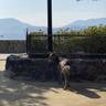 icotto_onatsu0525さんの写真
