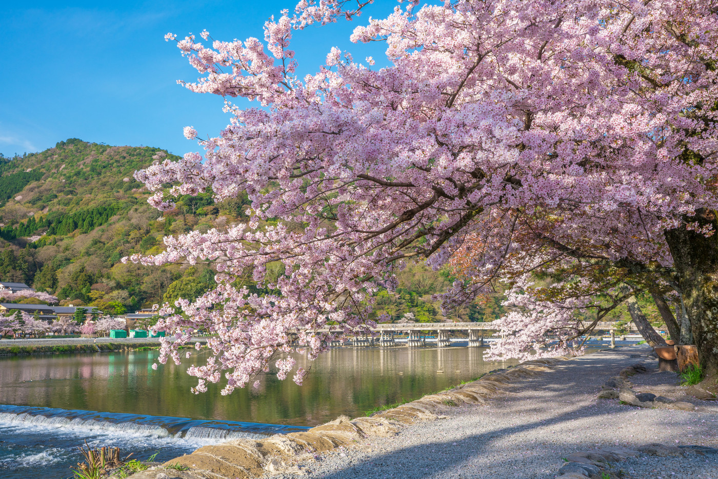 京都　嵐山の桜と渡月橋　　