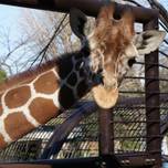 神奈川県の動物園に行こう♪充実して遊べる動物園7選