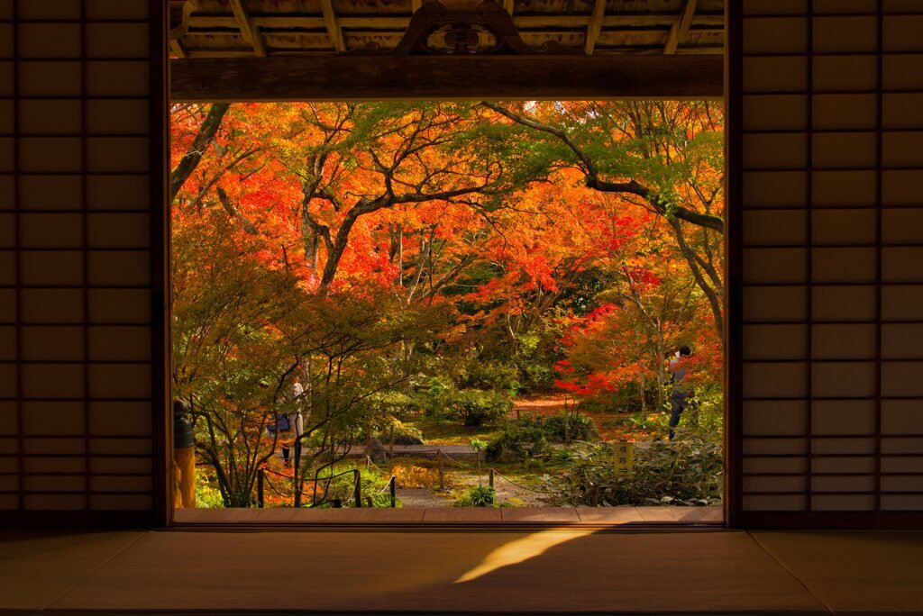 秋の京都で紅葉さんぽ♪2316508