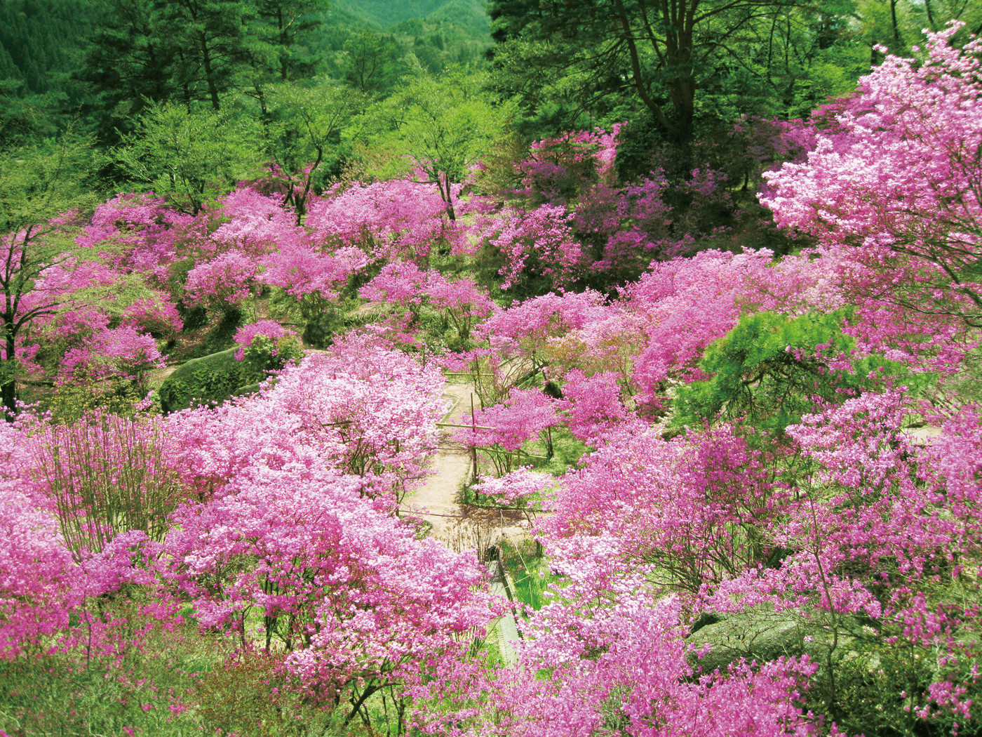 2．鮮やかなピンク色をしたツツジの花が美しい『なぎぞミツバツツジ祭り』1839945