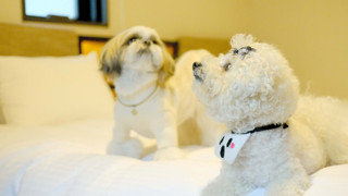 ドッグフレンドリー ダブルルーム 禁煙 (1わんちゃん専用部屋)