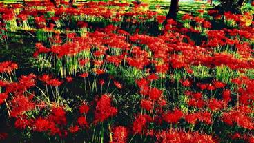 施設の敷地 / 15