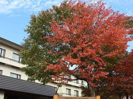 碧の美 ゆゆ / 5