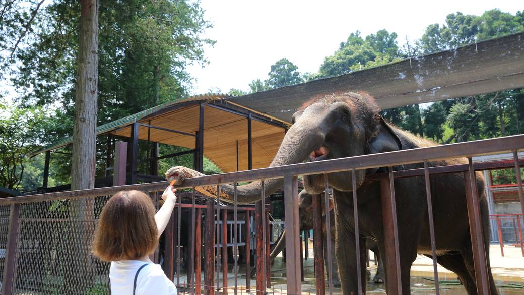 ゾウの動物園で
餌やり体験♪ / 1