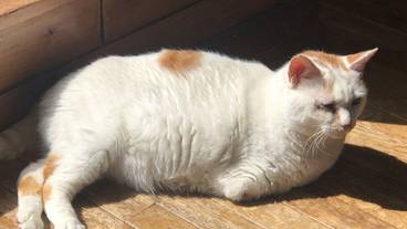 ペット同伴可 / 2