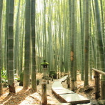 心洗われる竹林寺。鎌倉の「報国寺」を散策しませんか?