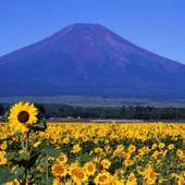 山中湖ガーデンヴィラ（山梨県 リゾートホテル） / 2