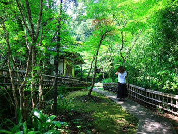 新緑が気持ちの良い小道