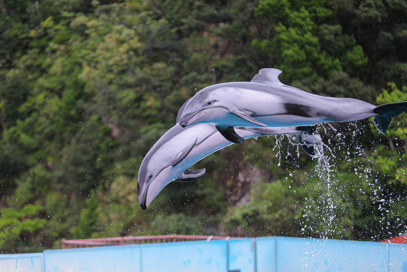 一緒に飛ぶイルカ