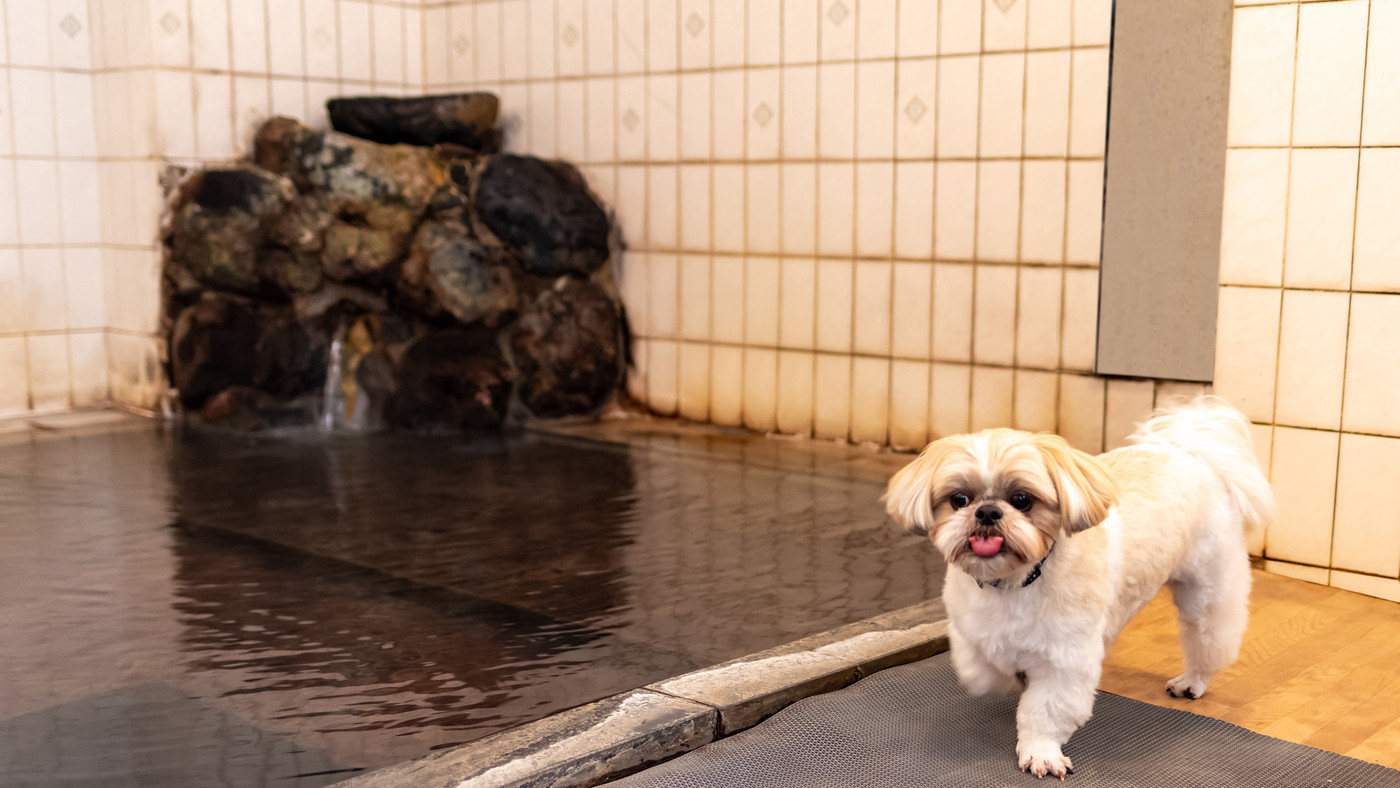 わんちゃんもご一緒に♪家族みんなで温泉三昧4055413