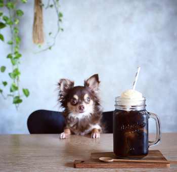 コーヒーフロート☕️