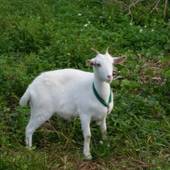 エコヴィレッジ西表（沖縄県 リゾートホテル） / 3