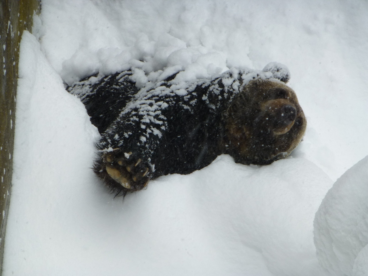 元気いっぱいのクマに出会える「奥飛騨クマ牧場」3718415