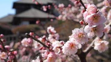 観光スポット / 7