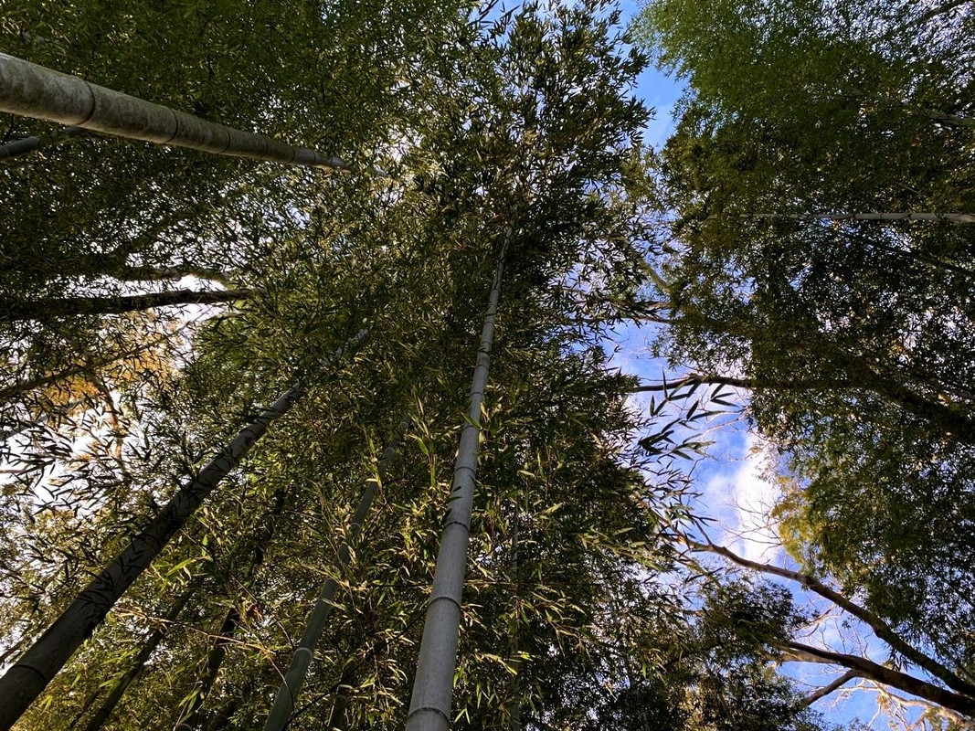食事どころに行くまでの竹林