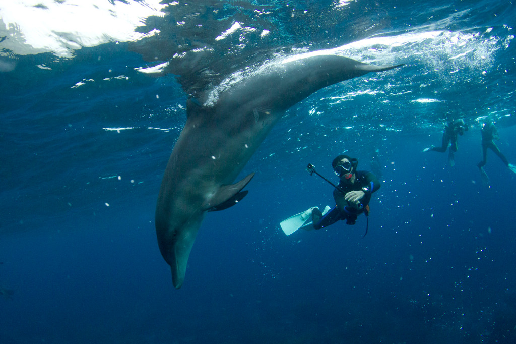 夢みたい♡イルカと泳げる奇跡の島「御蔵島(みくらじま)」4255627