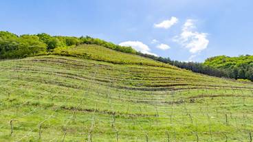 観光スポット / 10