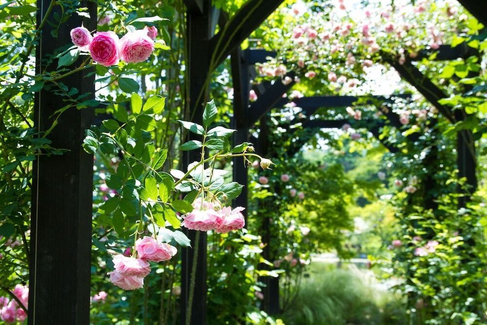 季節の花々と自然に囲まれてリフレッシュ3447515