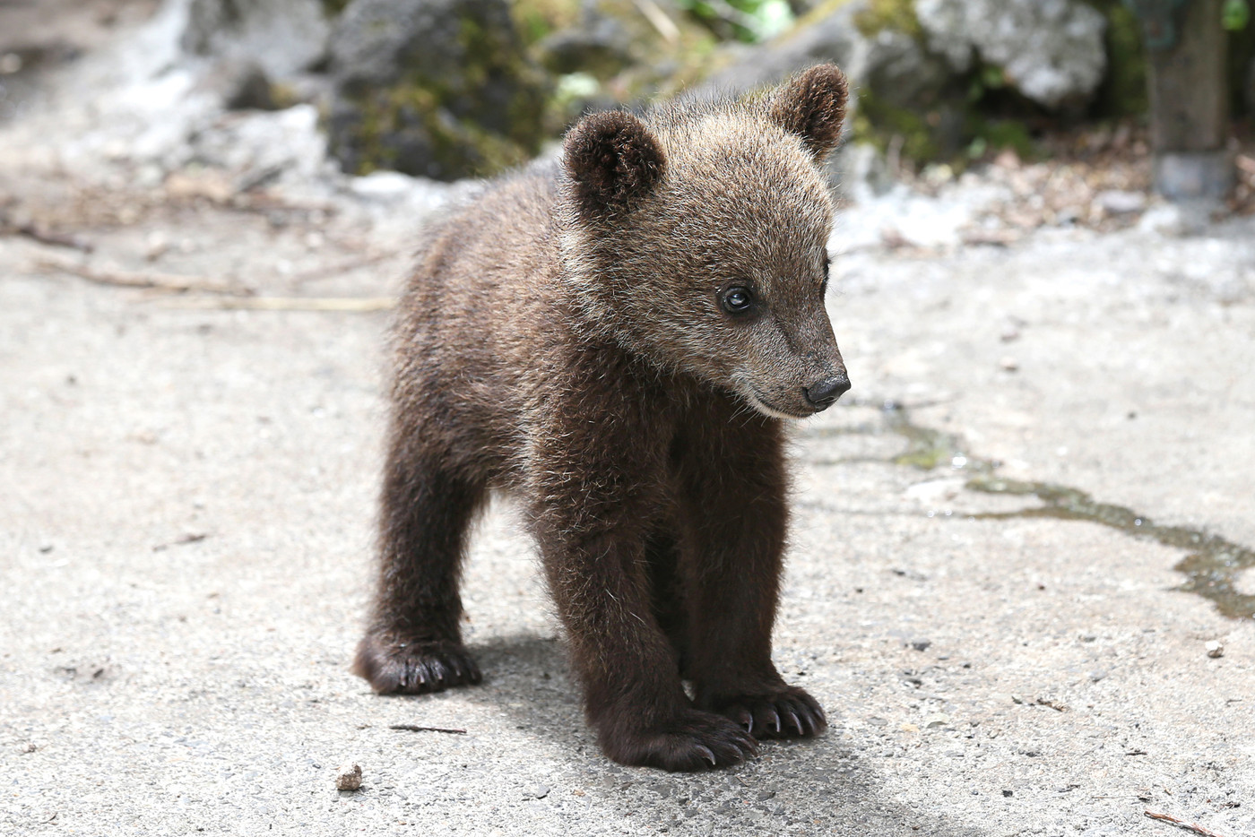 ヒグマ　子供　登別　クマ牧場