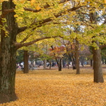 東京で紅葉ピクニックを楽しもう！秋めく都内の公園10選