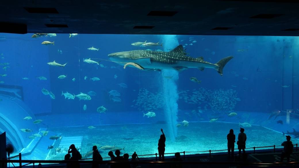 沖縄美ら海水族館 / 1