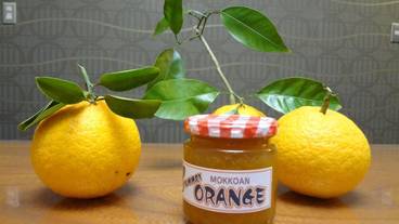 食事・飲み物 / 1