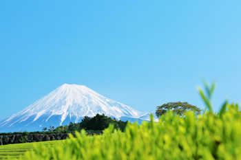 Early summer blue skies, fresh green tea fields, and Mt. Fuji