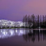 スケールの大きな自然が作り出す絶景！富山県の桜の名所6選