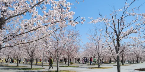 千葉でお花見しよう のんびり訪れたい桜の名所10選 Icotto イコット