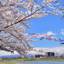 桜並木と鯉のぼりの絶景を！岩手の名所「北上展勝地」のさくらまつりへ♪