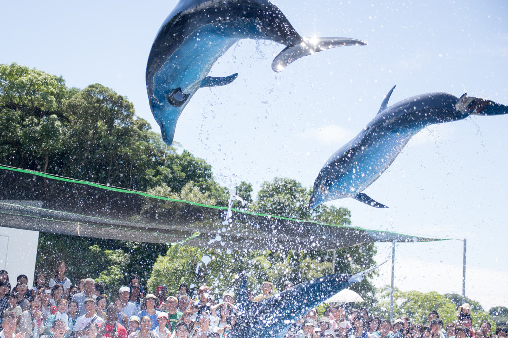 九十九島水族館　海きらら2032439