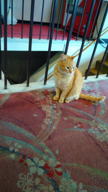 ガーちゃん4069488