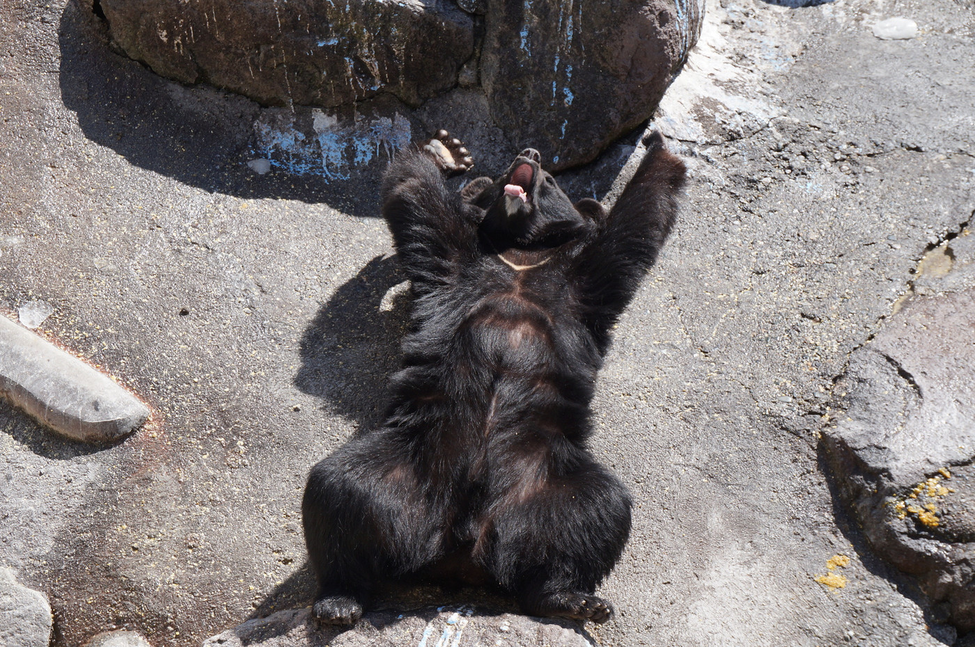 寝転がりバンザイするクマ（奥飛騨クマ牧場）