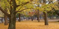 東京で紅葉ピクニックを楽しもう！秋めく都内の公園10選