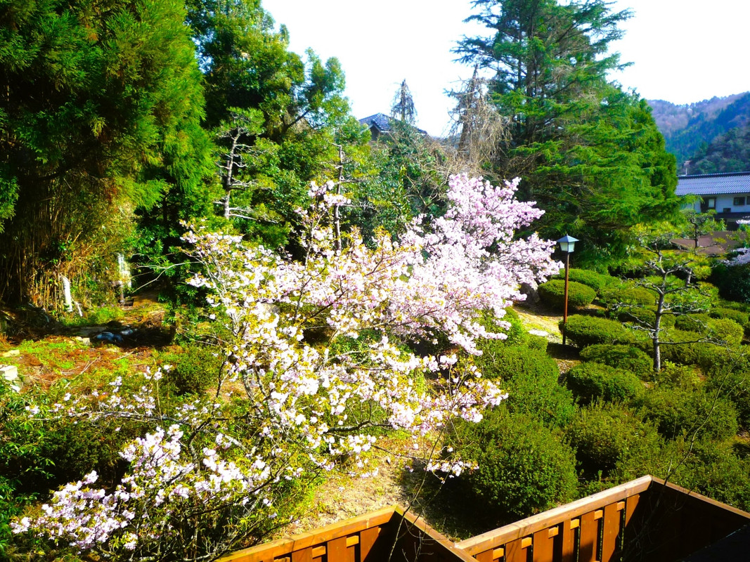 窓からの山里の景観は桜