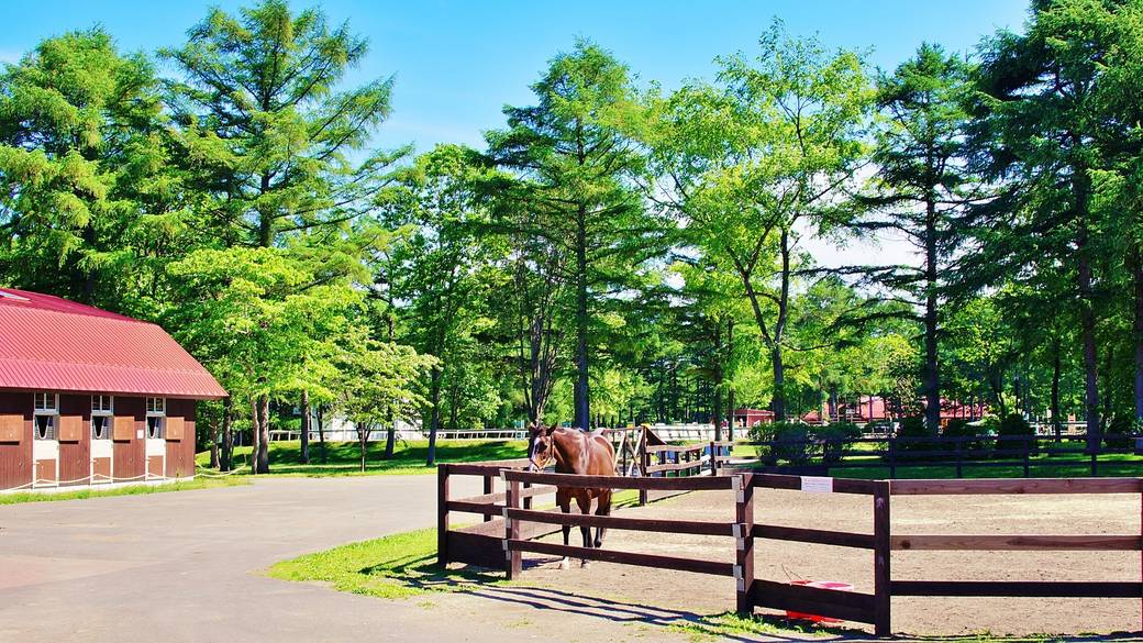 ノーザンホースパーク / 3