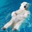 全国の動物園・水族館から厳選！ホッキョクグマに癒されに行こう