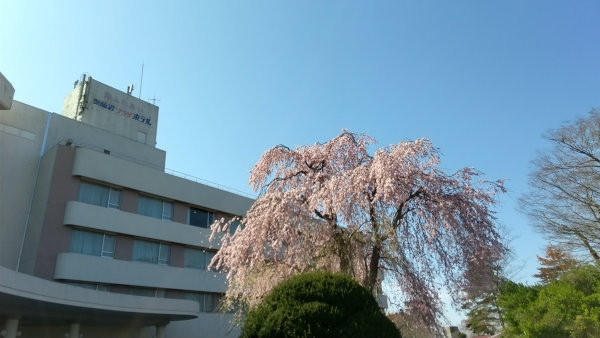 桜が5分咲きぐらいであちこちに