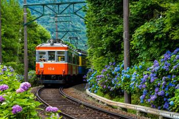 Hakodate Tozan Railway Hydrangea Train