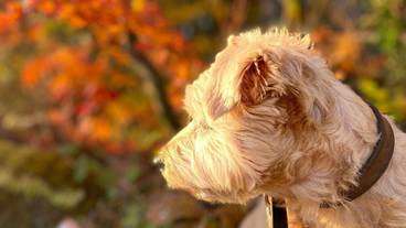 ペット同伴可 / 16