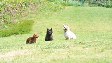 ペット同伴可 / 5