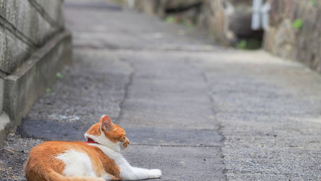 「猫の街」として知られる谷根千 / 2